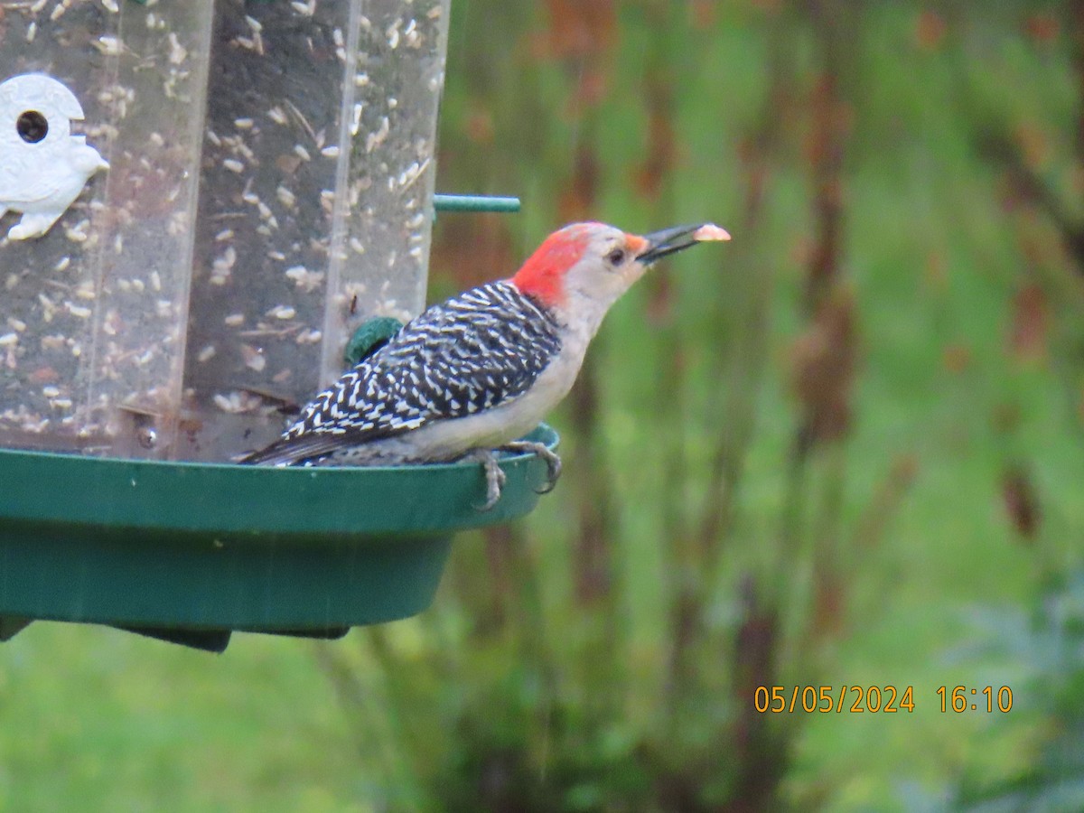 Red-bellied Woodpecker - Patricia Ayres