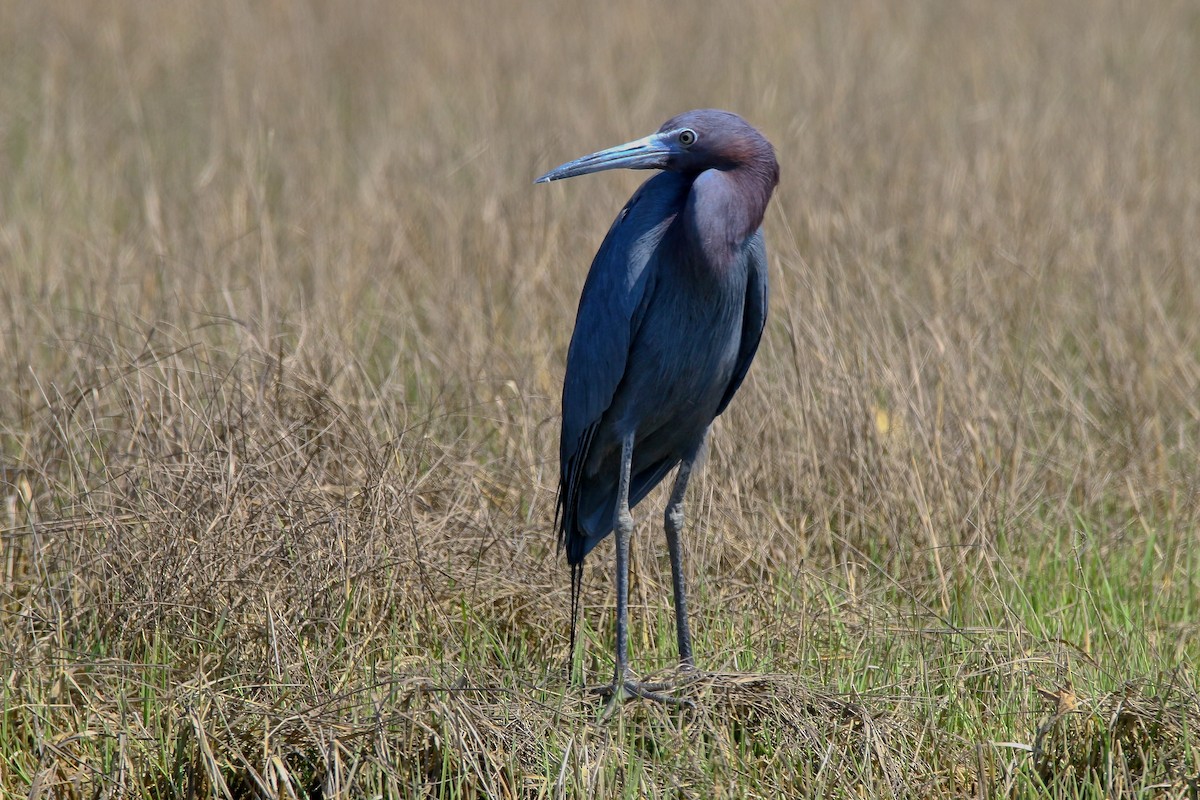 Little Blue Heron - Devin Griffiths