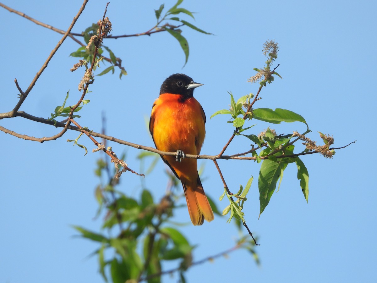 Baltimore Oriole - ML619564044