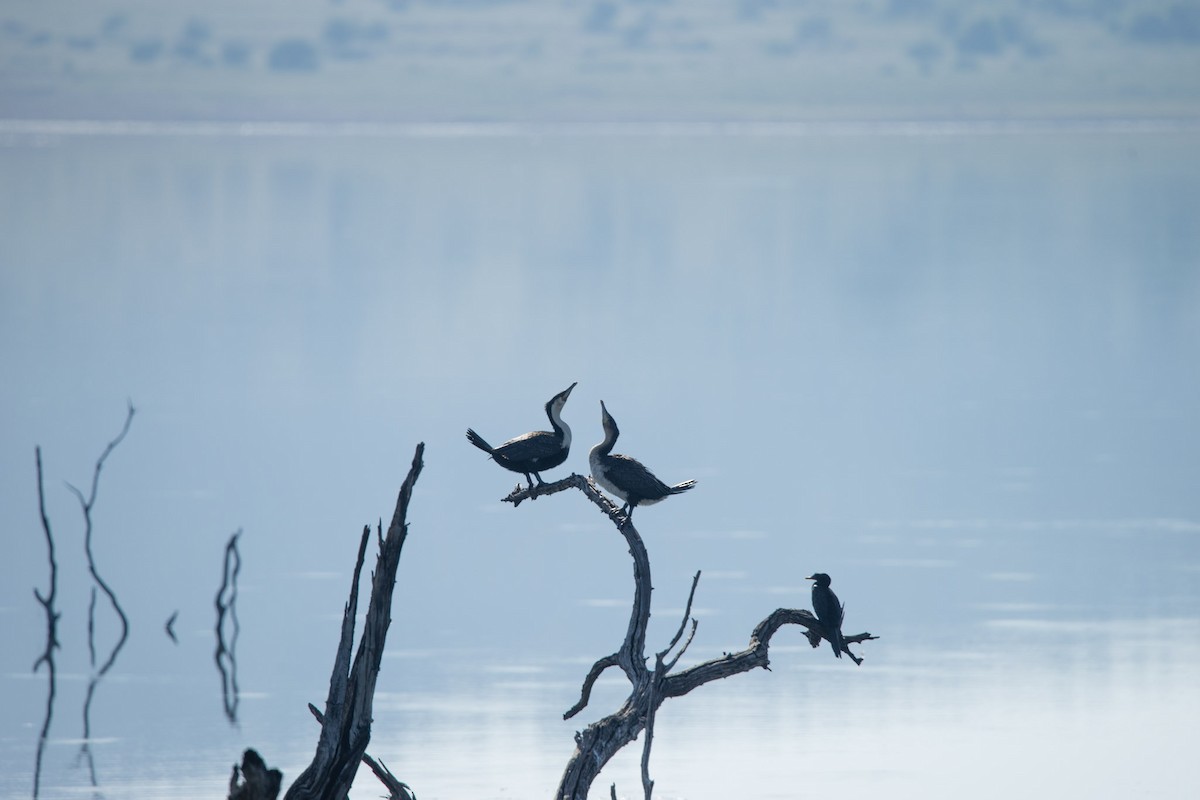 Great Cormorant (White-breasted) - Christiaen MOUS