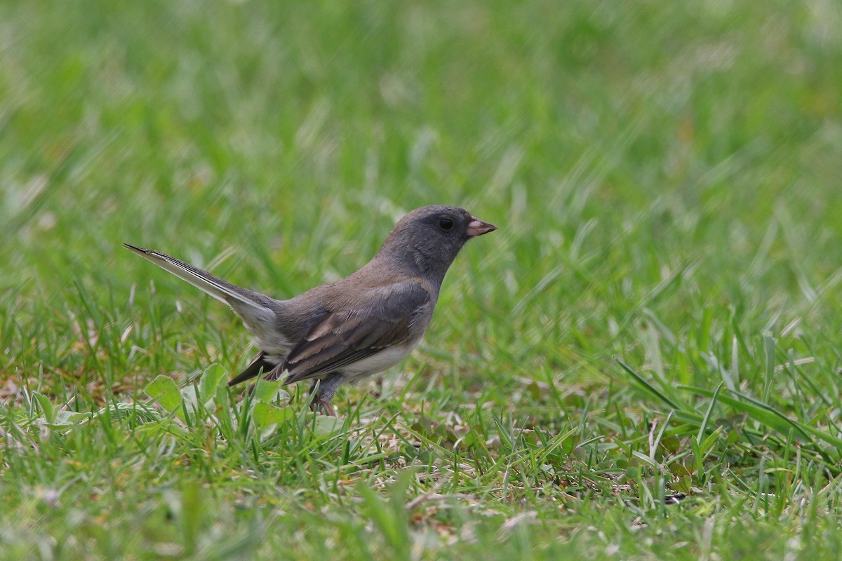 Dark-eyed Junco - Devin Griffiths