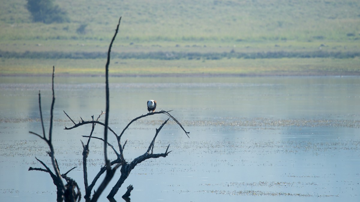 African Fish-Eagle - Christiaen MOUS