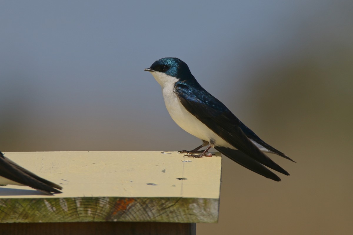 Tree Swallow - Devin Griffiths