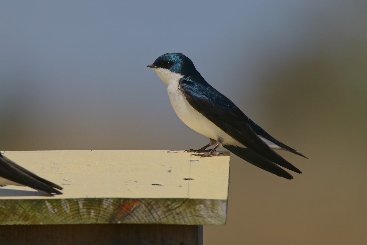 Tree Swallow - Devin Griffiths