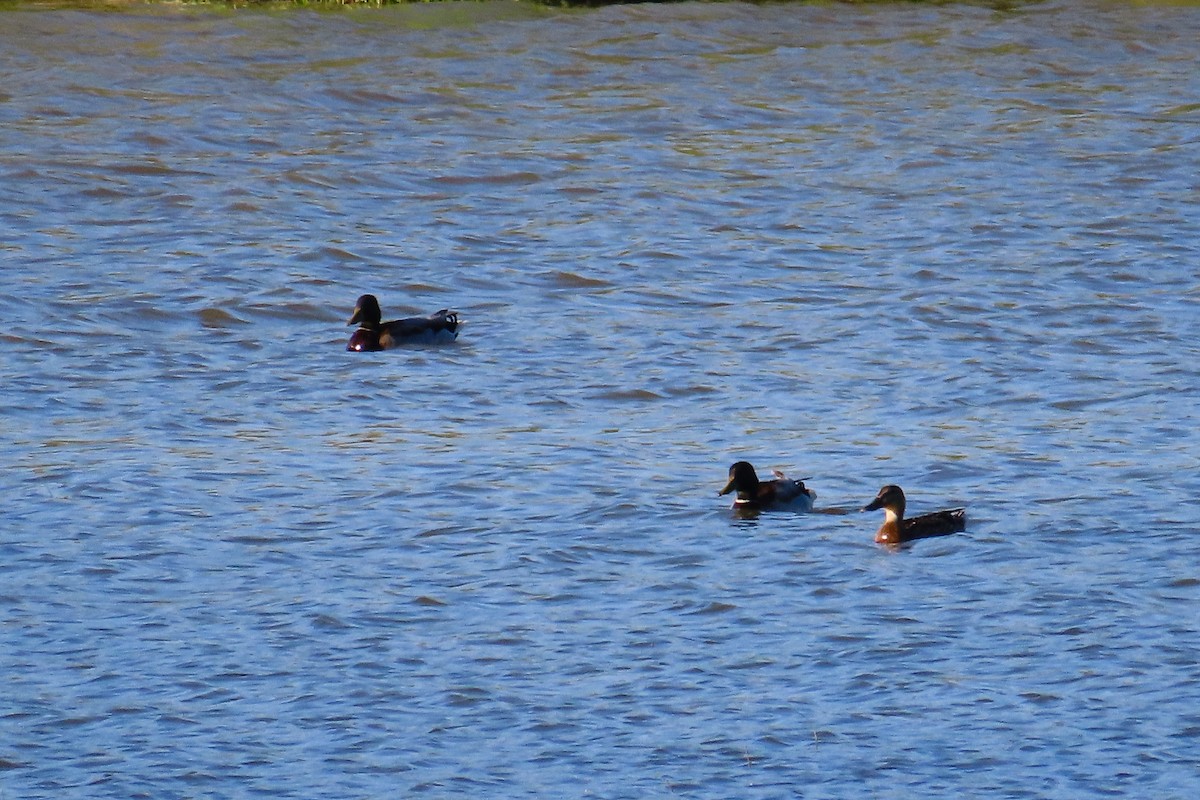 Mallard - Theodora Tsimpouki