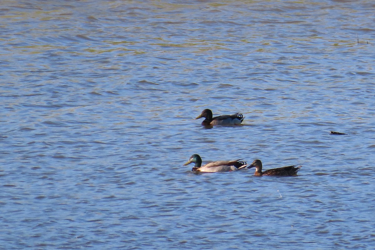 Mallard - Theodora Tsimpouki