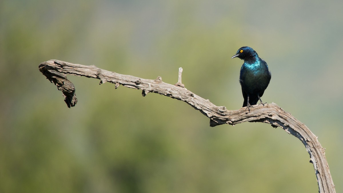 Cape Starling - ML619564059