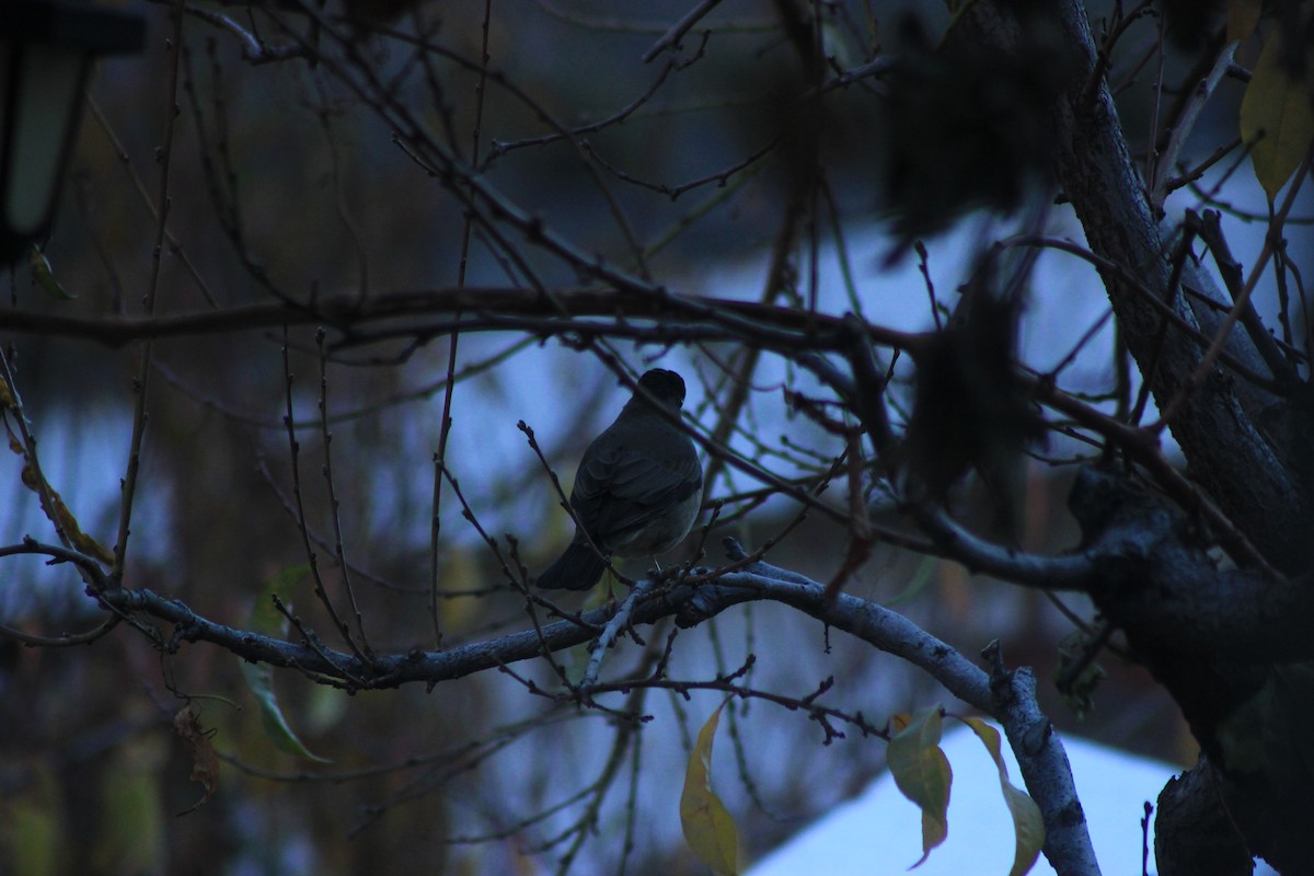 Austral Thrush - Rafael Romagna