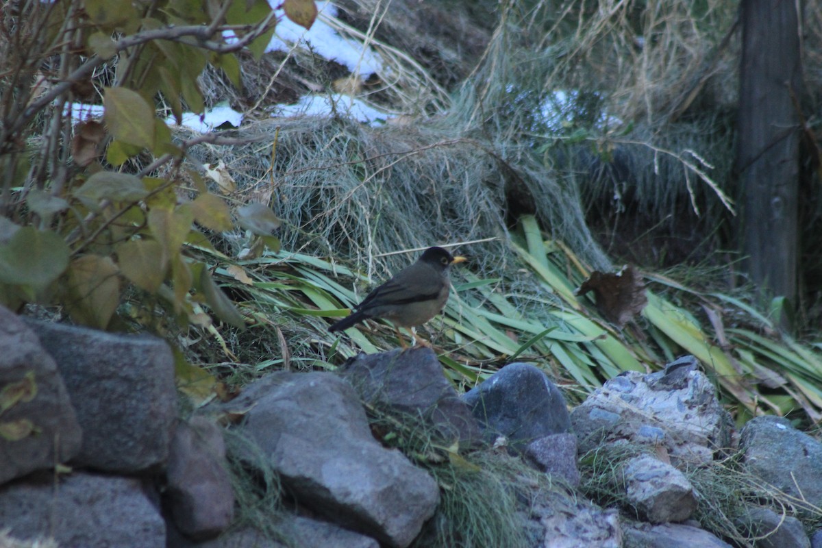 Austral Thrush - Rafael Romagna