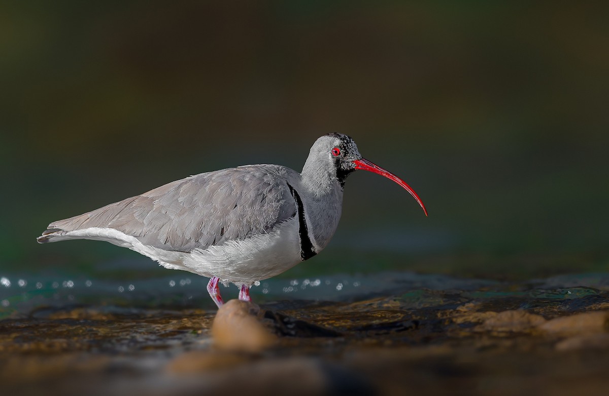 Ibisbill - ML619564066