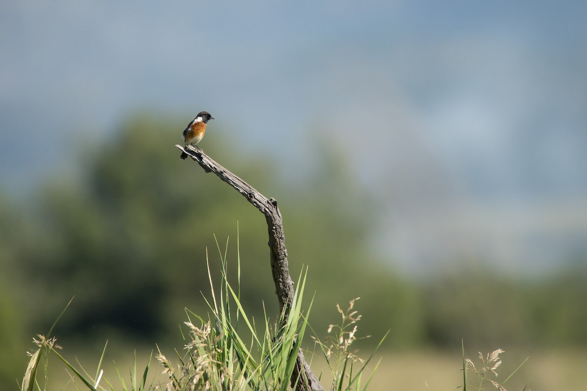 African Stonechat - Christiaen MOUS