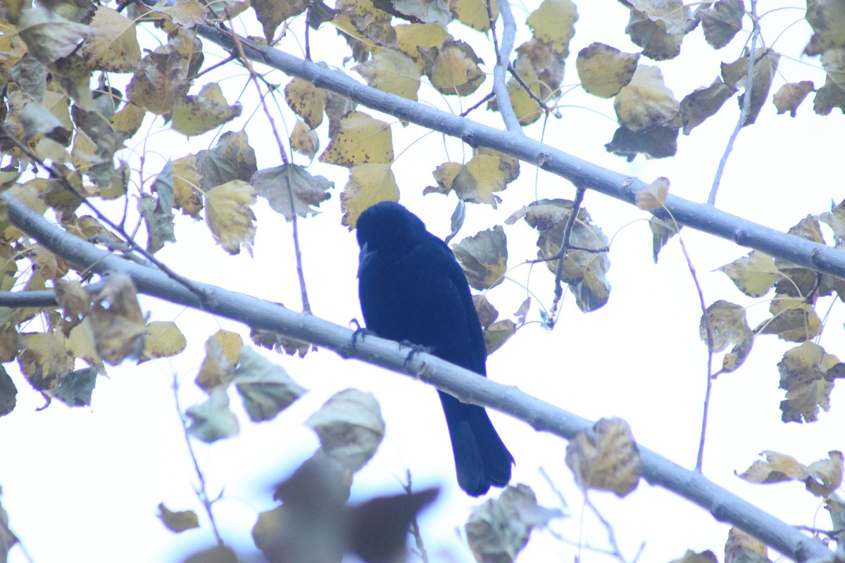 Austral Blackbird - Rafael Romagna