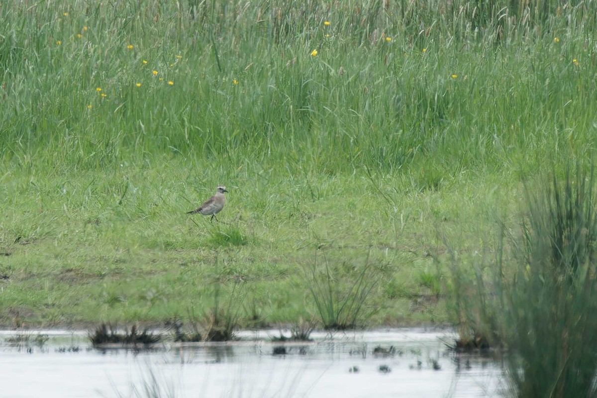 American Golden-Plover - Matthew Mellor