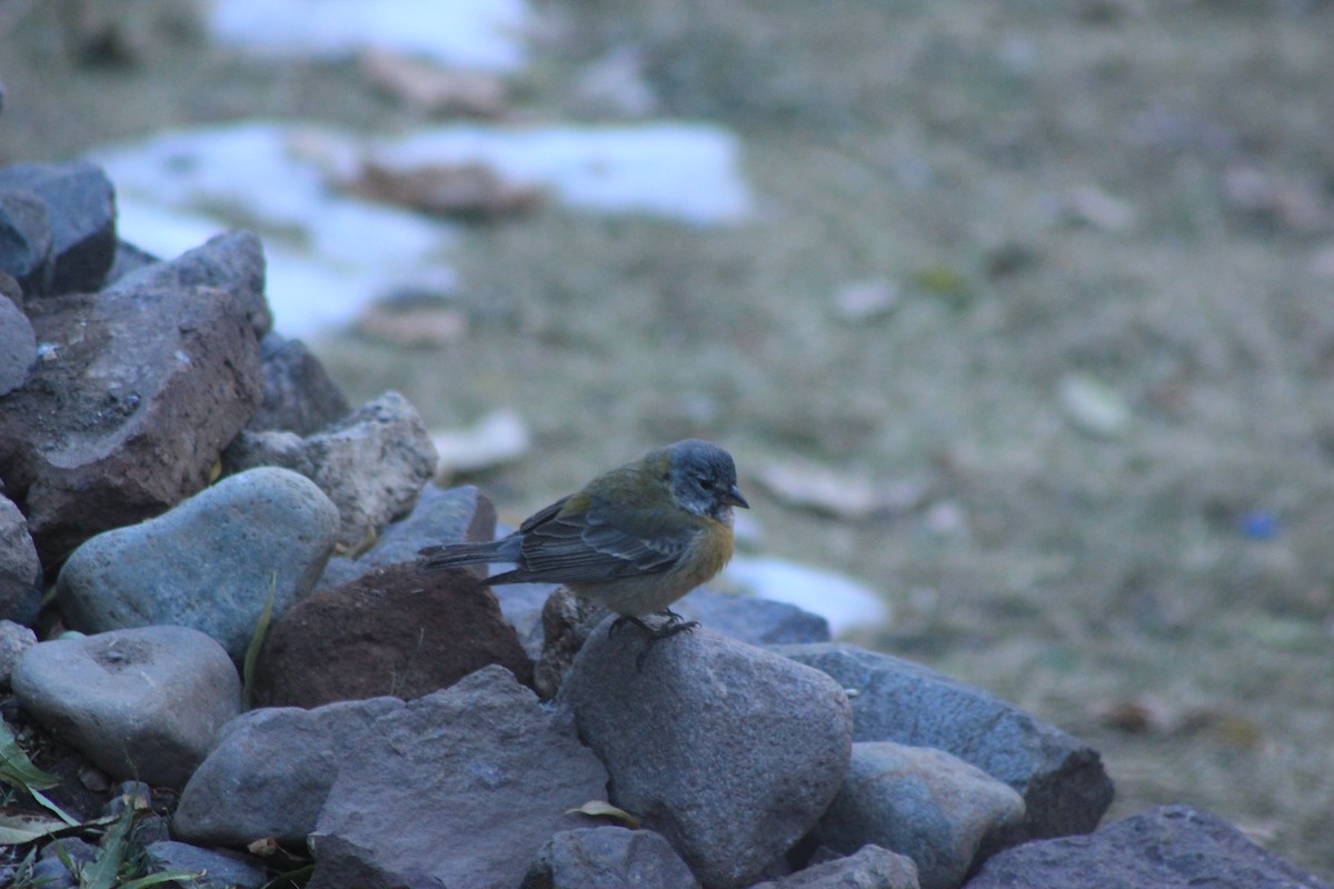 Gray-hooded Sierra Finch - ML619564104