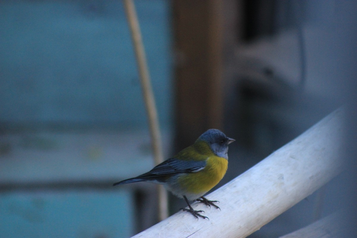 Gray-hooded Sierra Finch - ML619564105