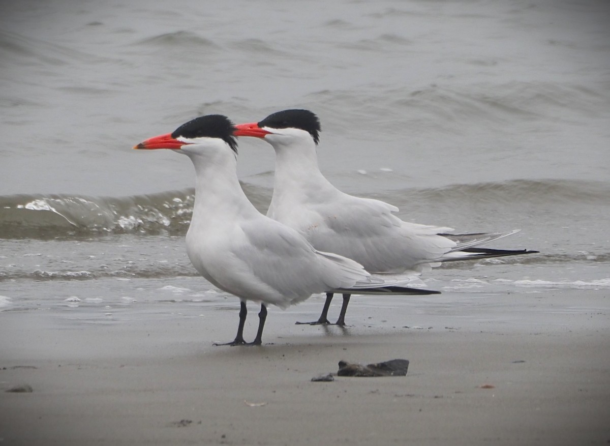 Caspian Tern - Dick Cartwright