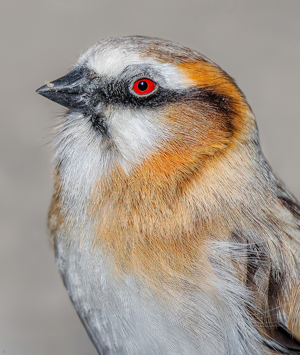 Rufous-necked Snowfinch - ML619564110