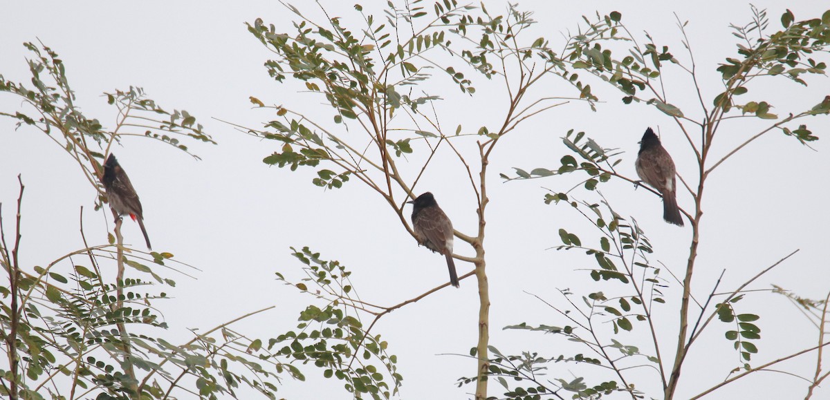 Red-vented Bulbul - Praveen H N