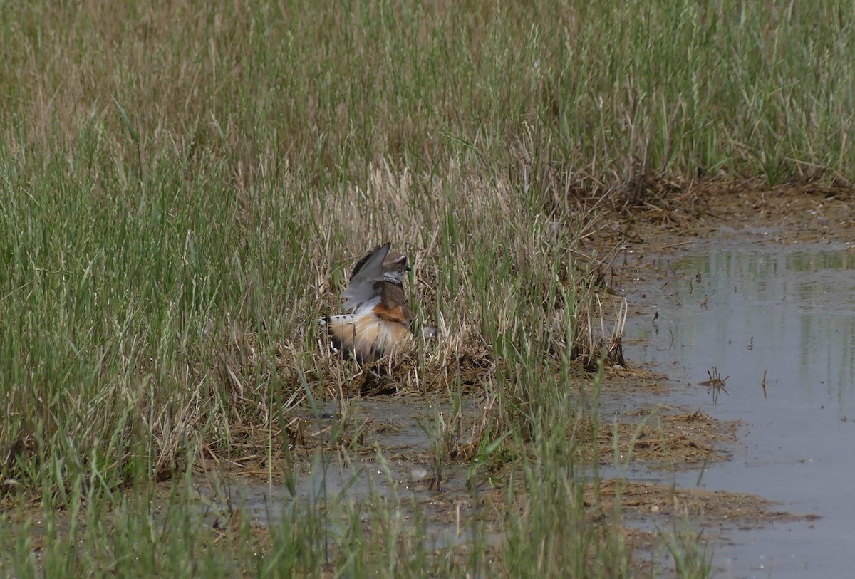 Killdeer - ML619564120