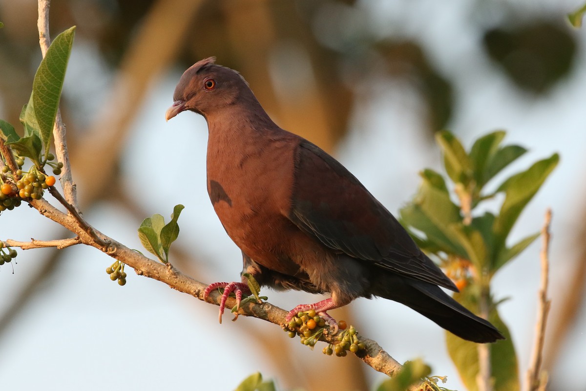 Red-billed Pigeon - ML619564123