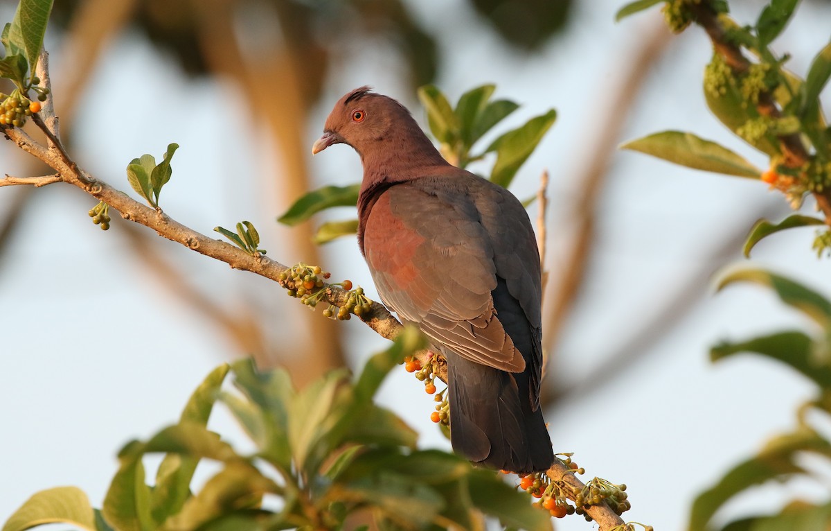 Red-billed Pigeon - John and Milena Beer