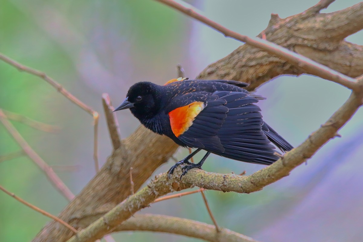 Red-winged Blackbird - Devin Griffiths