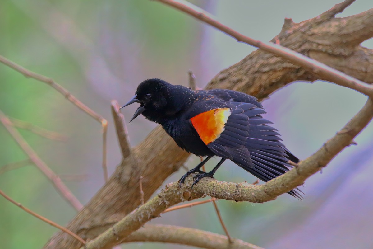 Red-winged Blackbird - Devin Griffiths