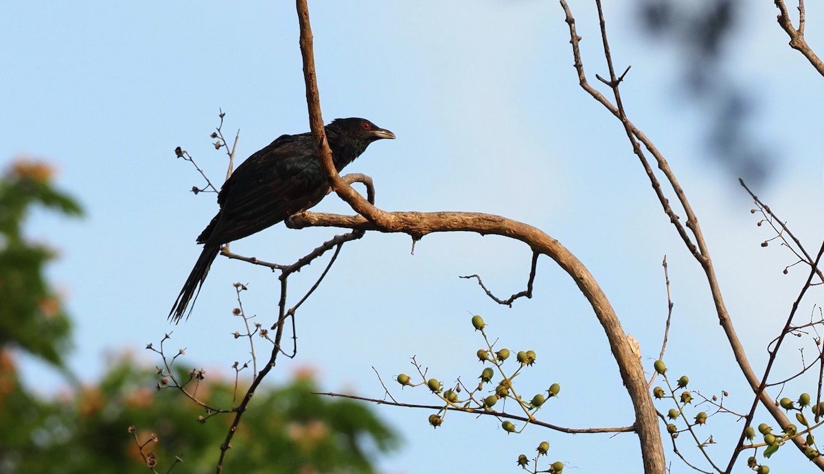 Asian Koel - 芳色 林