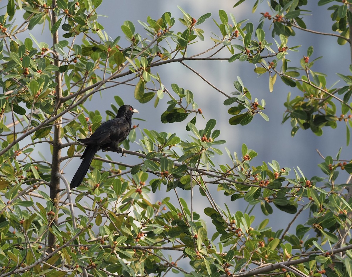 Asian Koel - 芳色 林