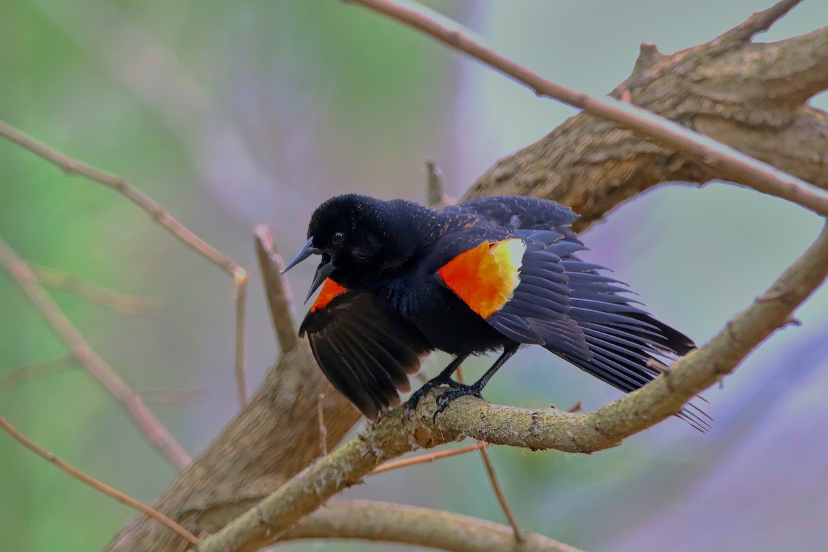 Red-winged Blackbird - Devin Griffiths