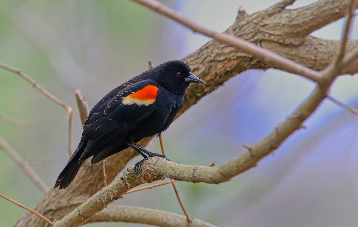 Red-winged Blackbird - Devin Griffiths