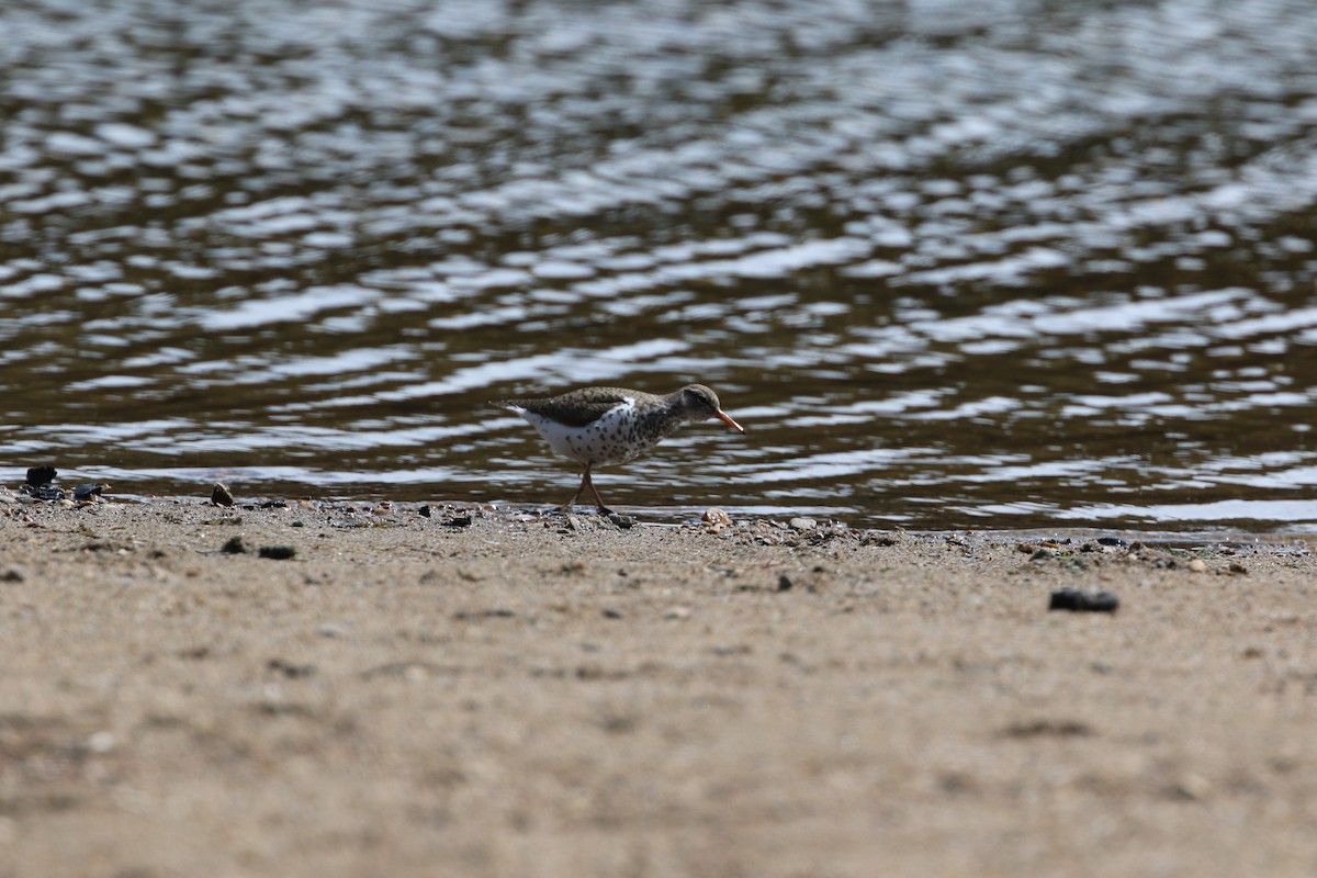 Spotted Sandpiper - Don Weidl
