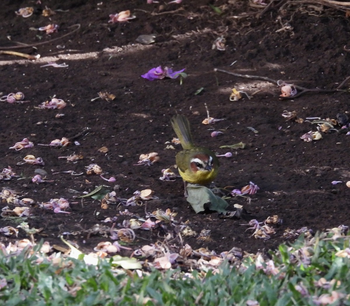 Chestnut-capped Warbler - Susan Thome-Barrett