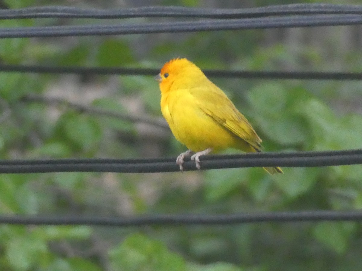 Saffron Finch - Sharon O'Grady