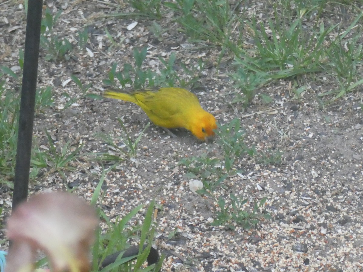 Saffron Finch - Sharon O'Grady