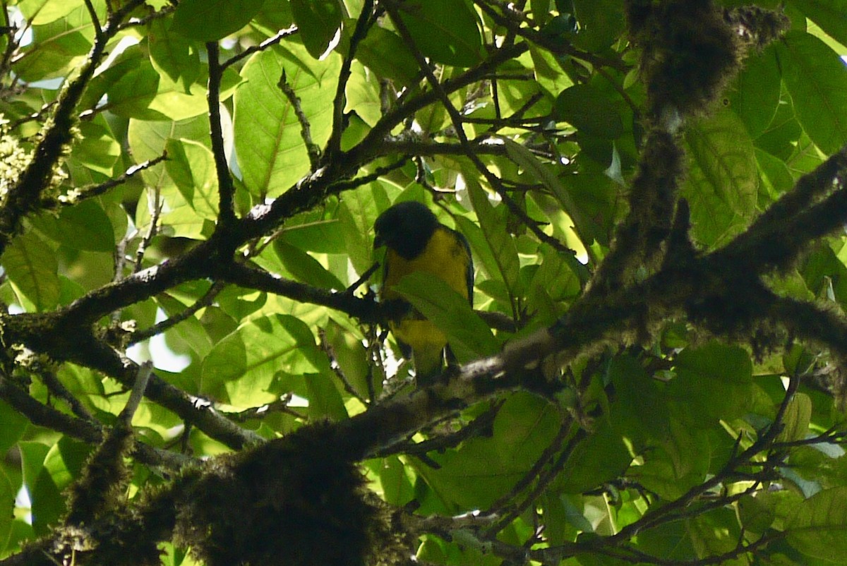 Blue-and-gold Tanager - Brenda Sánchez