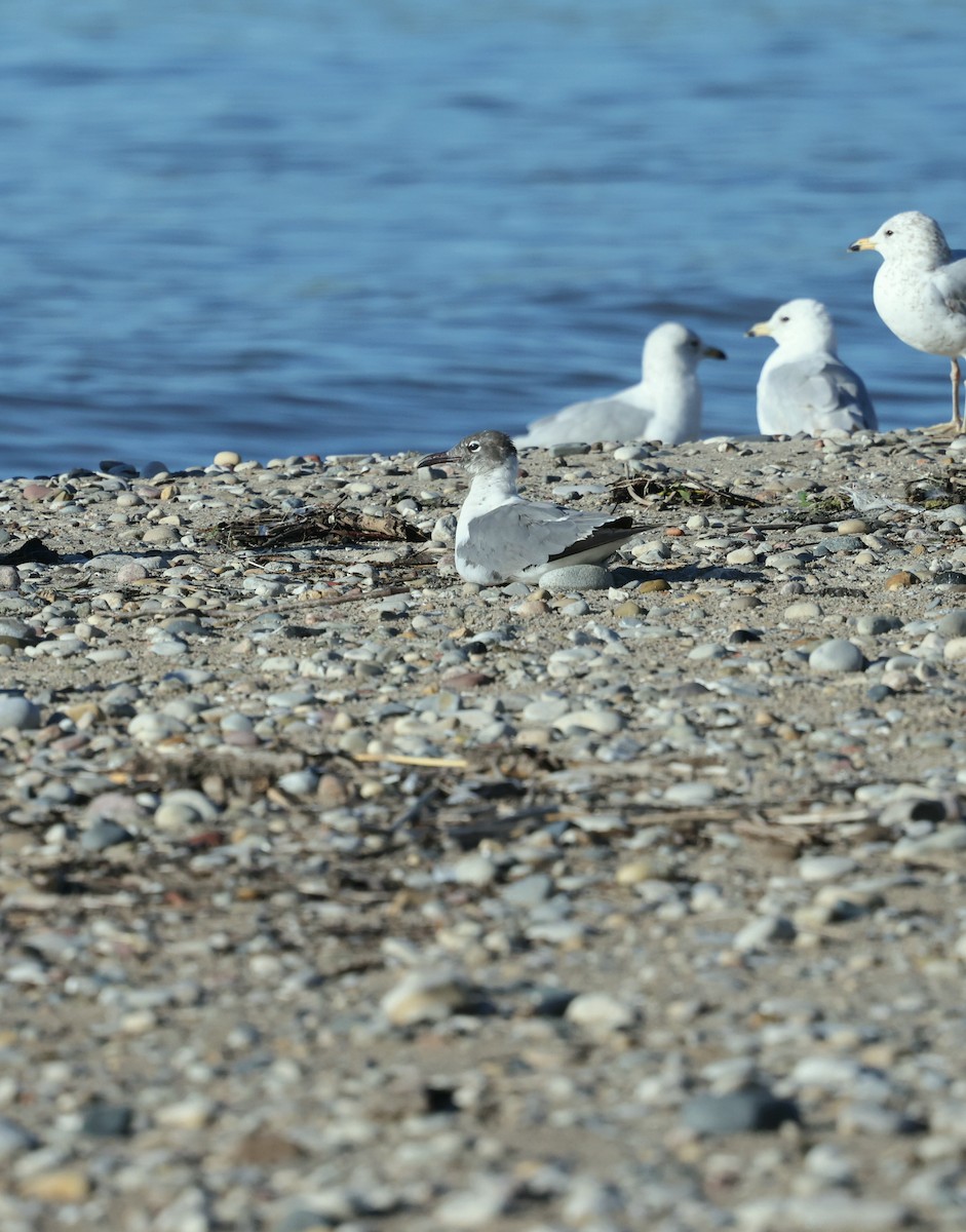 Laughing Gull - Lorri Howski 🦋