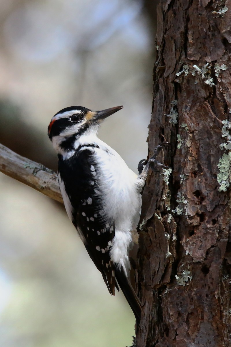 Hairy Woodpecker - Devin Griffiths