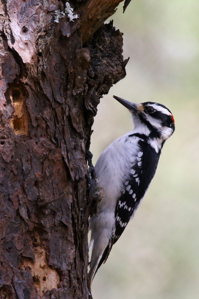 Hairy Woodpecker - Devin Griffiths