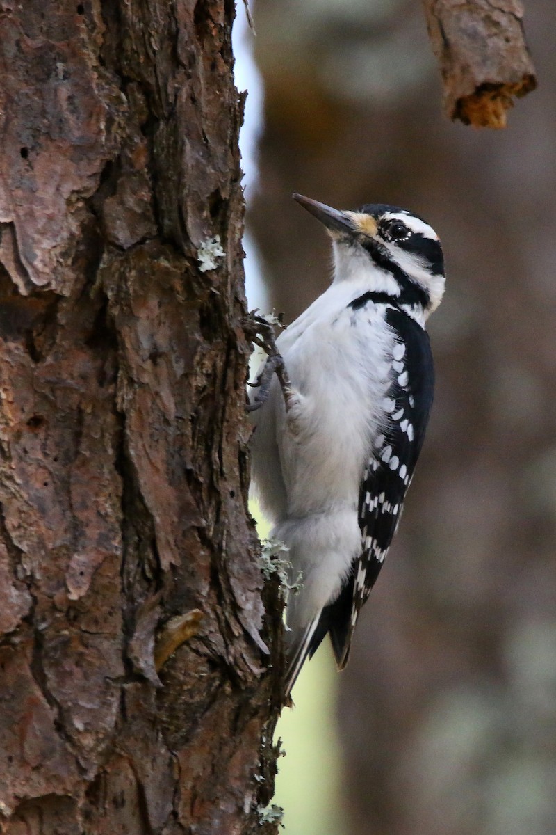 Hairy Woodpecker - Devin Griffiths