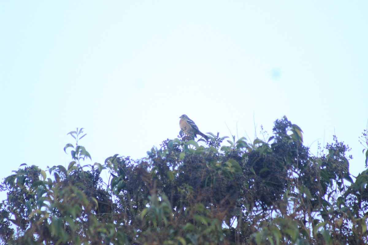 Rufous-tailed Plantcutter - Rafael Romagna