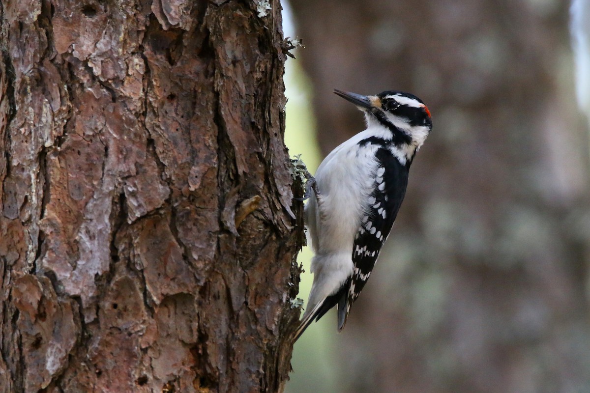 Hairy Woodpecker - Devin Griffiths