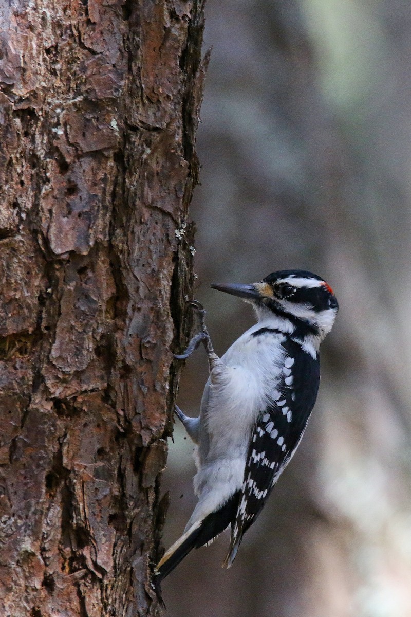 Hairy Woodpecker - Devin Griffiths