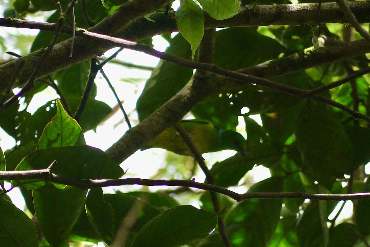 Golden-browed Chlorophonia - Brenda Sánchez