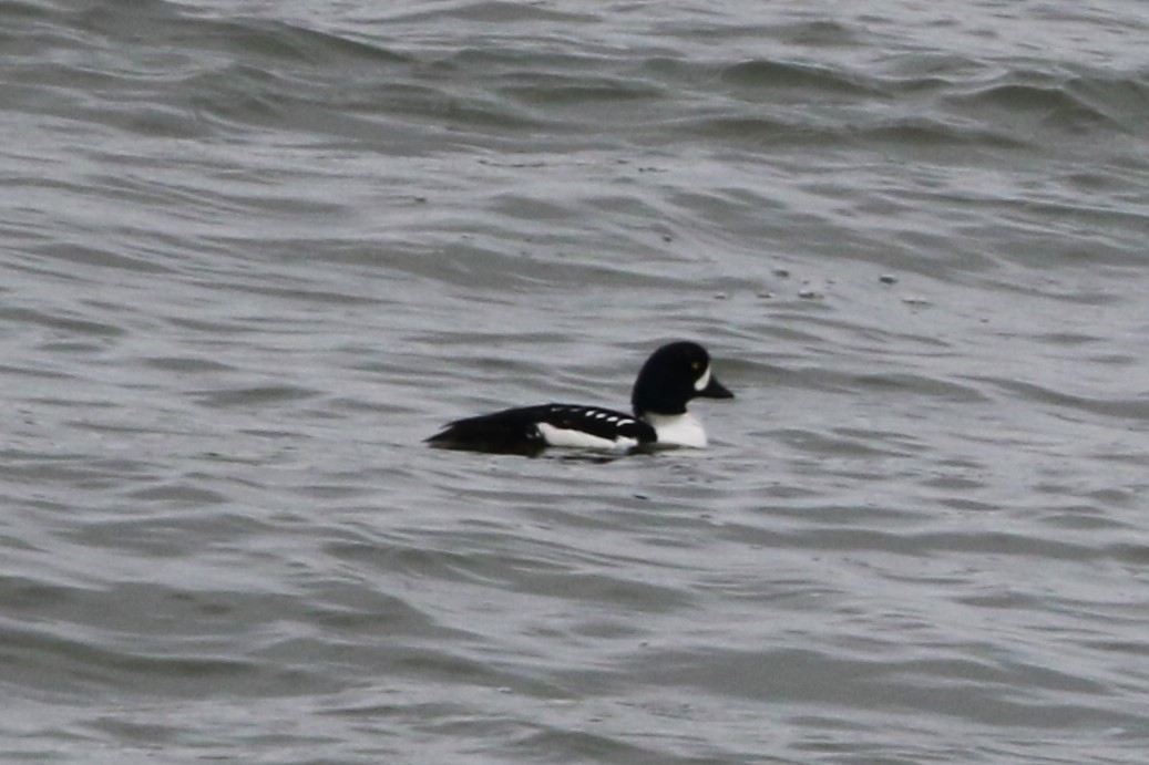 Barrow's Goldeneye - Don Weidl