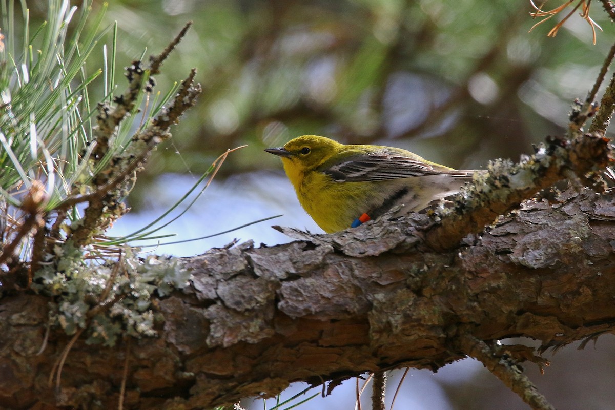 Pine Warbler - Devin Griffiths