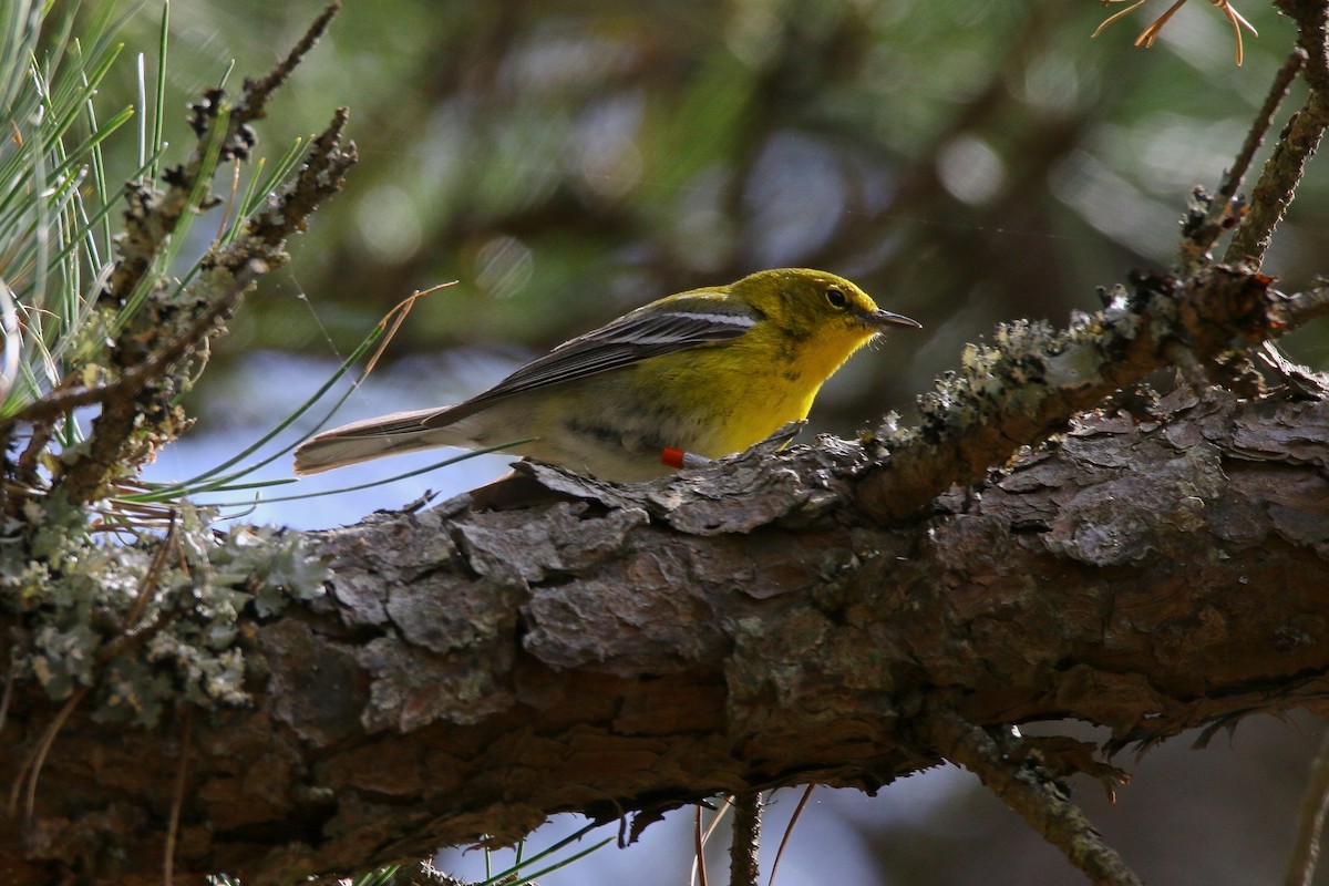 Pine Warbler - Devin Griffiths