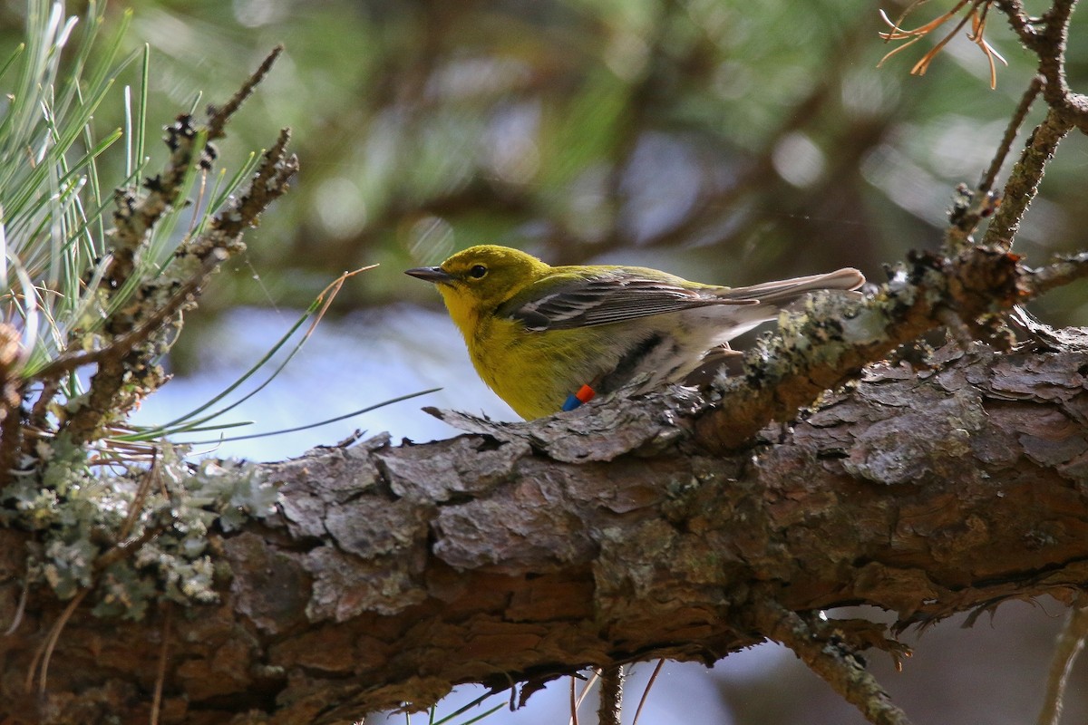 Pine Warbler - Devin Griffiths