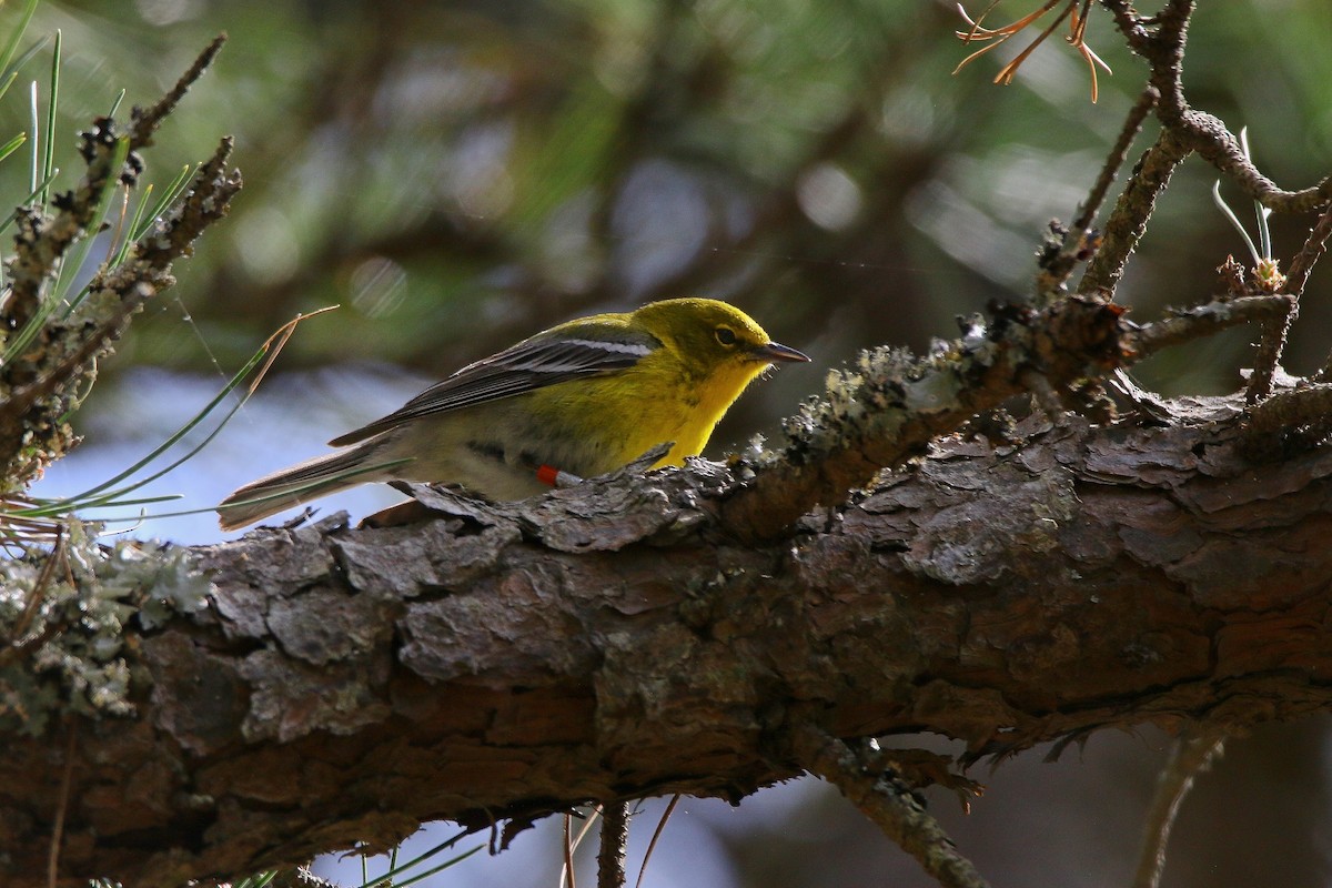 Pine Warbler - Devin Griffiths