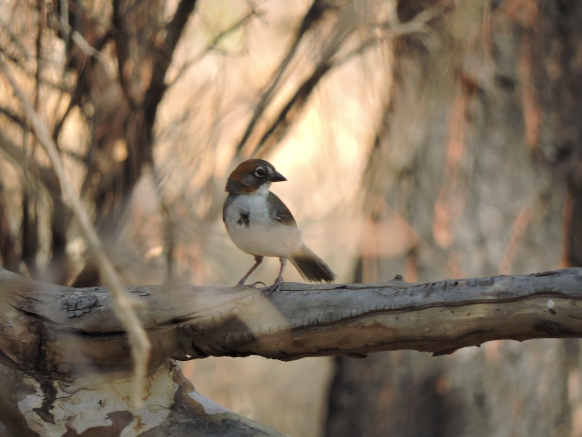 Rusty-crowned Ground-Sparrow - Francisco J. Muñoz Nolasco